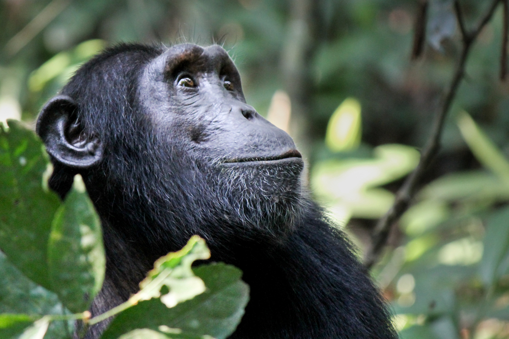 chimpanzee tracking in Kalinzu Kalinzu Forest Reserve