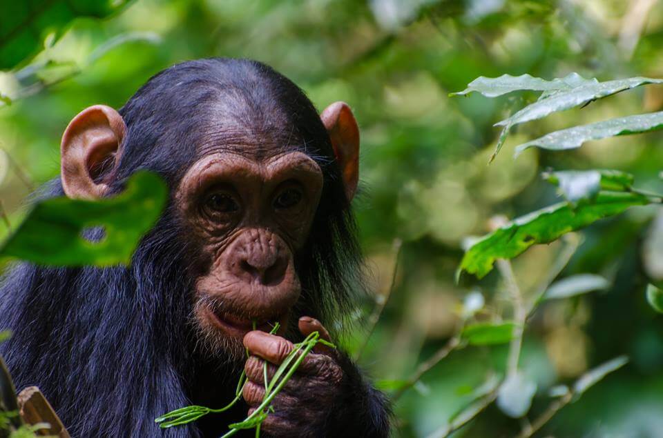 chimpazee tracking Kalinzu reserve Kalinzu Forest Reserve